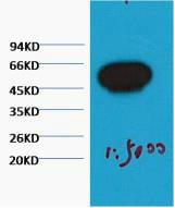 Beta-Tubulin Monoclonal Antibody – Figure 1 of 1