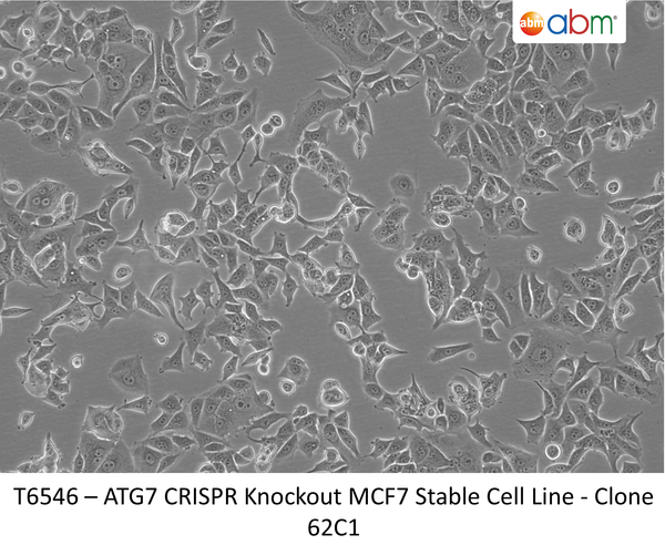 ATG7 CRISPR Knockout MCF7 Stable Cell Line - Clone 62C1 | Applied Biological Materials (abm)
