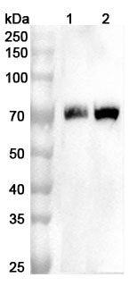 Western blot analysis was performed using anti-ALB polyclonal antibody at 1ug/mL on various samples.
Lane 1: Rat kidney lysate
Lane 2: Rat spleen lysate