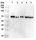 Western blot analysis was performed using anti-ALB polyclonal antibody at 1ug/mL on various samples.
Lane 1: Hela cell lysate
Lane 2: LO2 cell lysate
Lane 3: NIH3T3 cell lysate
Lane 4: Rat kidney lysate
Lane 5: Rat spleen lysate