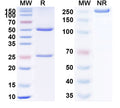 SDS-PAGE for Anti-Bovine Serum Albumin/BSA Monoclonal Antibody (1A228)