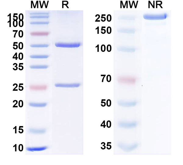 SDS-PAGE for Anti-Bovine Serum Albumin/BSA Monoclonal Antibody (1A228)
