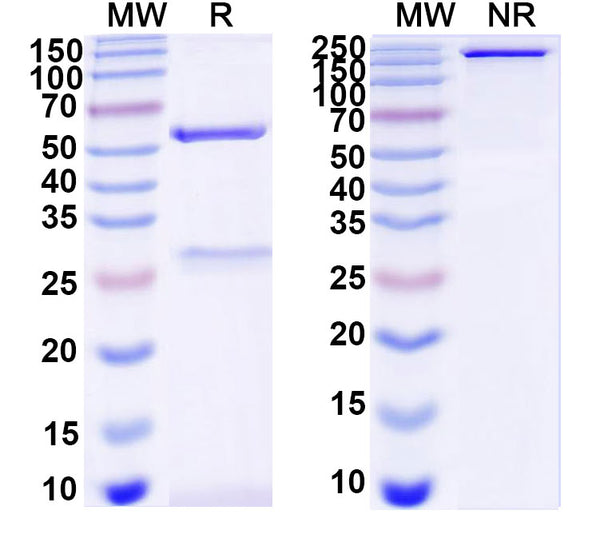 Sandwich ELISA: For BSA binding analysis, plates were coated with BSA Antibody (9D3)(BY411063) .After blocking, add standard, plates were incubated with BSA Antibody (12D6), HRP(BY411913).