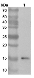Western blot analysis was performed using anti-ISG15 polyclonal antibody at 1ug/mL on various samples.
Lane 1: HepG2 cell lysate