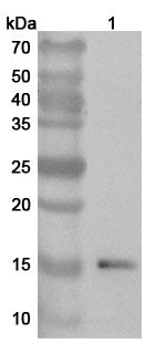 Western blot analysis was performed using anti-ISG15 polyclonal antibody at 1ug/mL on various samples.
Lane 1: HepG2 cell lysate