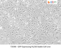 GFP Expressing Py230 Stable Cell Line | Applied Biological Materials (abm)