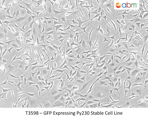 GFP Expressing Py230 Stable Cell Line | Applied Biological Materials (abm)