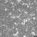 BALB/3T3 clone A31 cell
