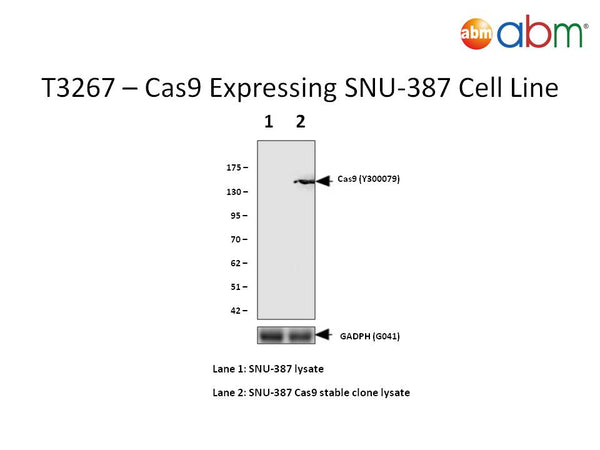 Cas9 Expressing SNU-387 Cell Line – Figure 1 of 1