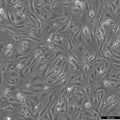 Bend.3 cell