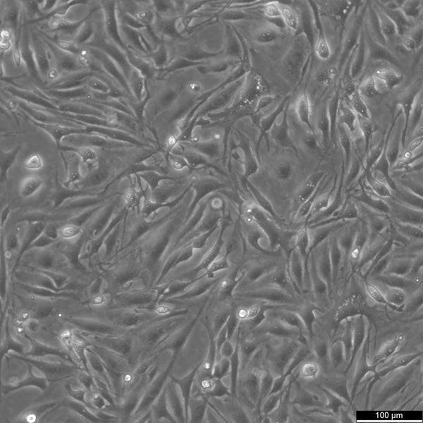 Bend.3 cell