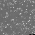 Beta-TC-6 cell