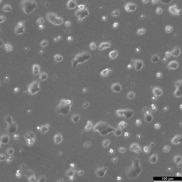 Beta-TC-6 cell