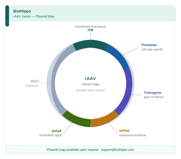 AAV-TRE3G-hM4D(Gi)-EGFP AAV Vector – Chemogenetic actuator (DREADD/PSAM/KORD) – Constitutive – TRE3G promoter – EGFP reporter – for Chemogenetics – BHV12401617