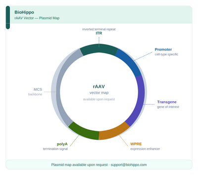 AAV-hSyn-DIO-AVP1.0 (Not yet online)-EGFP AAV Vector – Chemogenetic actuator (DREADD/PSAM/KORD) – Cre-dependent – hSyn promoter – EGFP reporter – for Chemogenetics – BHV12401591