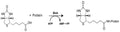 E. coli Biotin Protein Ligase Assay Kit Plus – Figure 1 of 1