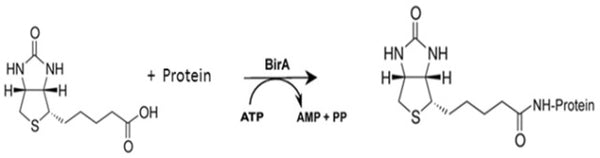 E. coli Biotin Protein Ligase Assay Kit Plus – Figure 1 of 1
