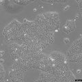 BxPC-3 cell