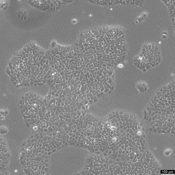 BxPC-3 cell