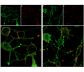 ω-Conotoxin MVIIC-ATTO Fluor 647N