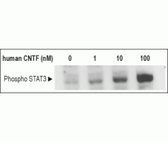 Recombinant human CNTF protein