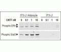 Recombinant rat CNTF protein
