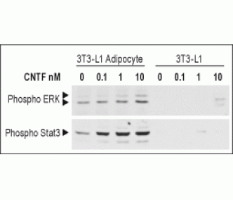Recombinant rat CNTF protein