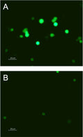 Cycloheximide – Figure 1 of 2