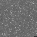 C127I cell