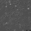 C17.2 cell