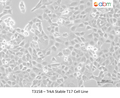 TrkA Stable T17 Cell Line – Figure 1 of 1