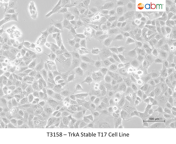 TrkA Stable T17 Cell Line – Figure 1 of 1