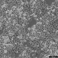 C-33 A cell