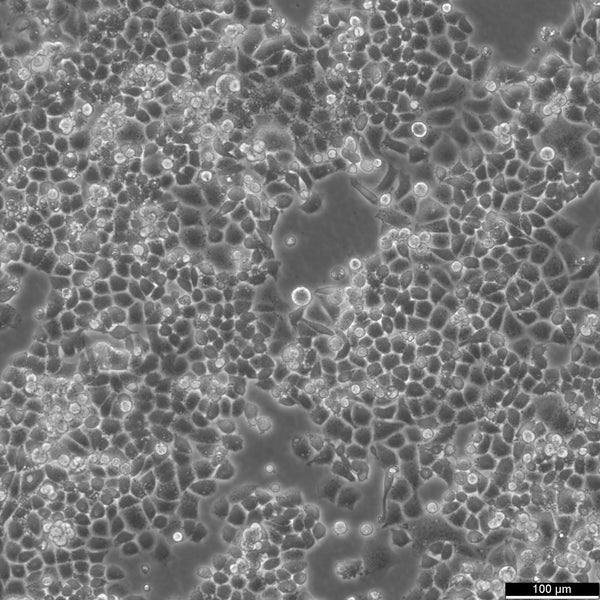 C-33 A cell