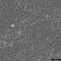 C3H/10T1/2 cell