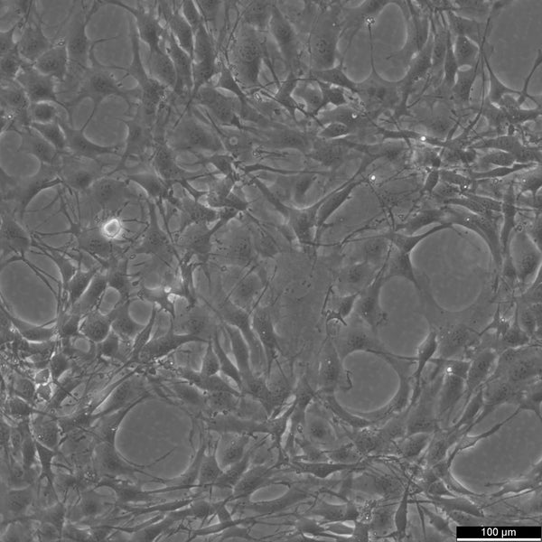 C3H/10T1/2 cell