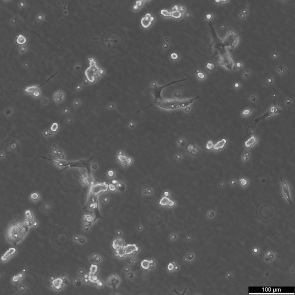 C8-D1A cell