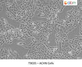 ACHN Cells | Applied Biological Materials (abm)