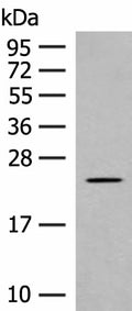 CLEC3B Polyclonal Antibody – Figure 1 of 3