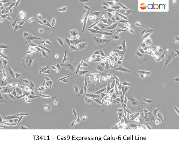 Cas9 Expressing Calu-6 Cell Line | Applied Biological Materials (abm)