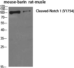 Cleaved-NOTCH1 (V1754) Polyclonal Antibody – Figure 1 of 4
