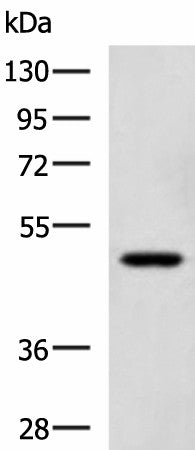 SNIP1 Polyclonal Antibody – Figure 1 of 3