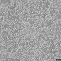 CA46 cell