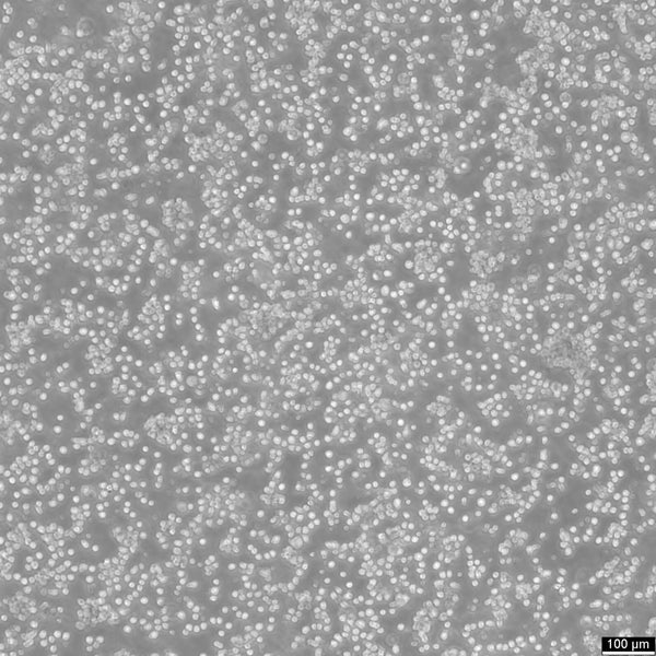 CA46 cell