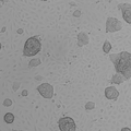 CADO-ES1 cell