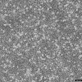 CAL-62 cell