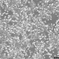 CAL 27 cell