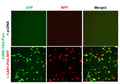 CARE Reporter Lentivirus – Figure 1