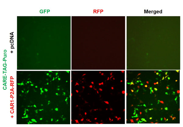 CARE Reporter Lentivirus – Figure 1