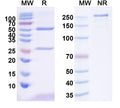 SDS-PAGE for InVivoMAb Anti-Dog CD52 Antibody (Iv0176).